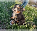 Small Photo #3 Bernese Mountain Dog Puppy For Sale in MADILL, OK, USA