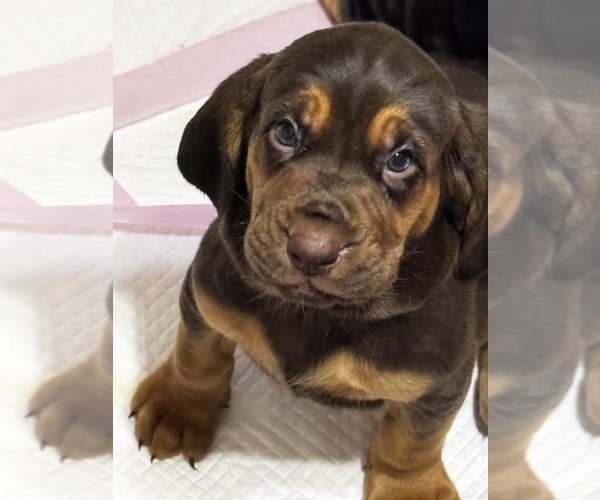 Medium Photo #7 Bloodhound Puppy For Sale in CHICOPEE, MA, USA