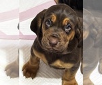 Small #1 Bloodhound