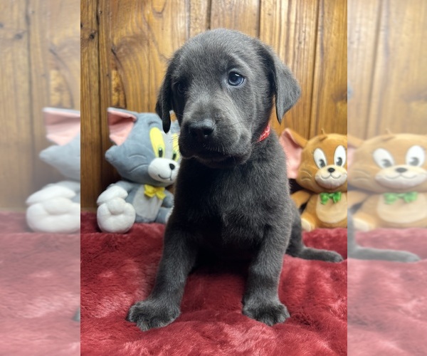 Medium Photo #2 Labrador Retriever Puppy For Sale in NEOLA, WV, USA