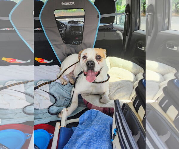 Medium Photo #6 Bulloxer Puppy For Sale in Myrtle Beach, SC, USA