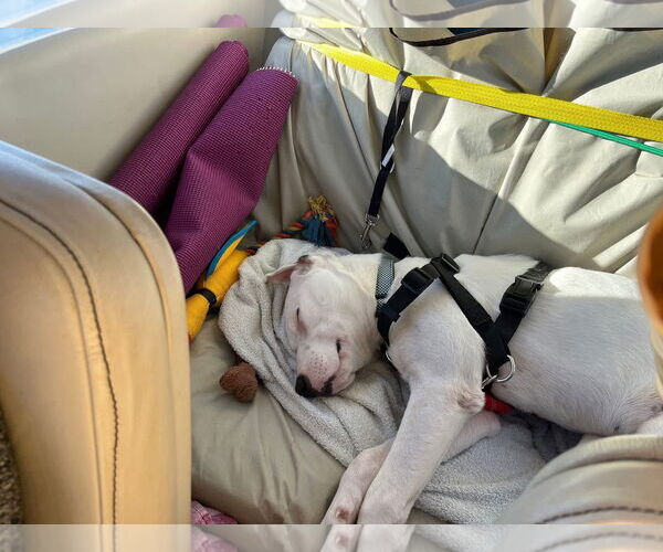 Medium Photo #3 Labrador Retriever-Unknown Mix Puppy For Sale in New London, WI, USA