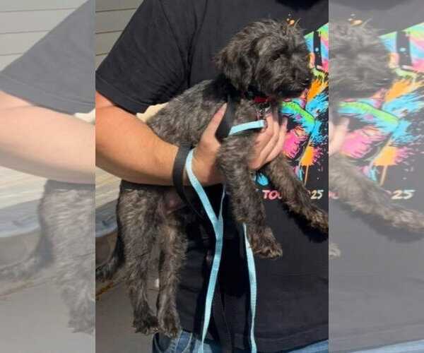Medium Photo #2 Mutt Puppy For Sale in Grafton, WI, USA