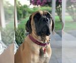 Small Photo #4 Mastiff Puppy For Sale in EAST GRIDLEY, CA, USA