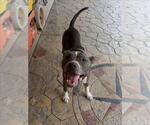 Small American Pit Bull Terrier