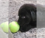 Small Photo #20 Labrador Retriever Puppy For Sale in PAWNEE, IL, USA