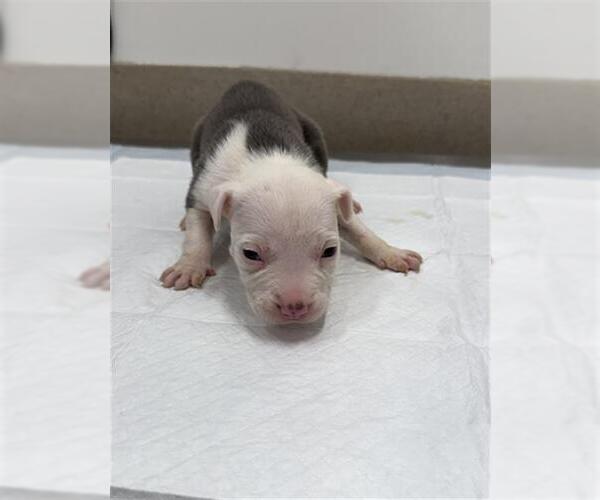 Medium Photo #1 American Pit Bull Terrier-Catahoula Leopard Dog Mix Puppy For Sale in Baytown, TX, USA