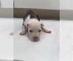 Small American Pit Bull Terrier-Catahoula Leopard Dog Mix