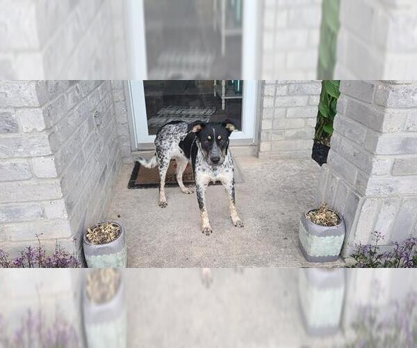 Medium Photo #1 Mutt Puppy For Sale in San Antonio, TX, USA