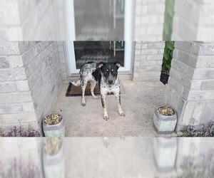 Mutt Dogs for adoption in San Antonio, TX, USA