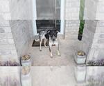 Small Mutt