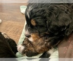 Small Photo #4 Bernedoodle Puppy For Sale in MARTINSVILLE, IN, USA