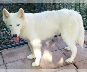 Siberian Husky Puppy for sale in SANDY HOOK, KY, USA