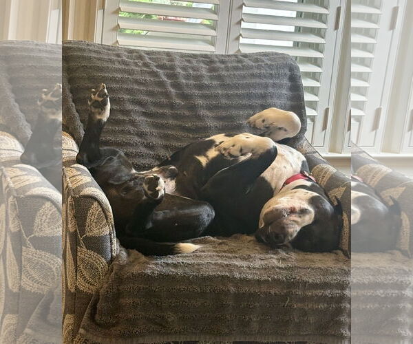 Medium Photo #7 Mutt Puppy For Sale in Spotsylvania, VA, USA