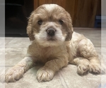 Small #1 Cocker Spaniel