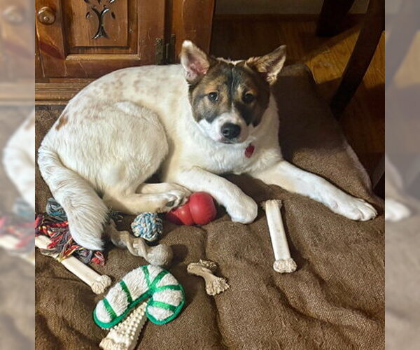 Medium Photo #16 German Shepherd Dog-Unknown Mix Puppy For Sale in Arlington, VA, USA