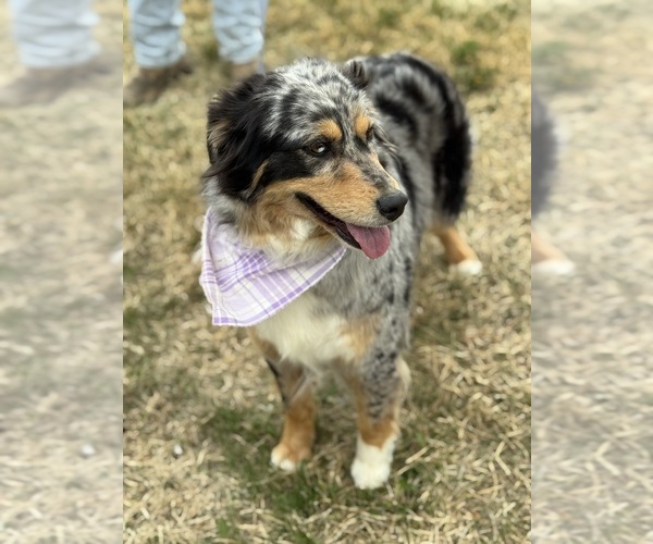 Medium Photo #1 Australian Shepherd Puppy For Sale in PINE BLUFFS, WY, USA