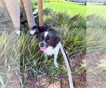 Small Cavalier King Charles Spaniel-English Springer Spaniel Mix
