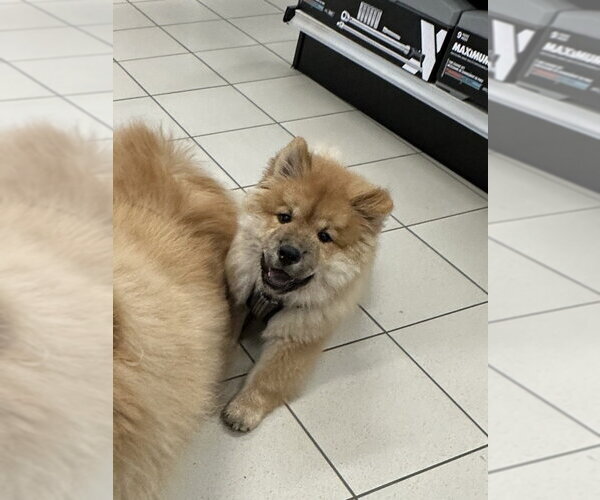 Medium Photo #3 Chow Chow Puppy For Sale in Prescott, Ontario, Canada