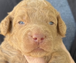 Goldendoodle Dog for Adoption in EHRHARDT, South Carolina USA