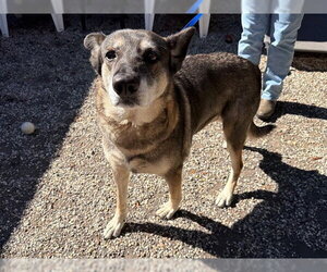 German Shepherd Dog Dogs for adoption in Santa Rosa, CA, USA
