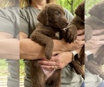 Small #1 Chesapeake Bay Retriever