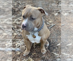 Father of the American Bully puppies born on 06/14/2026
