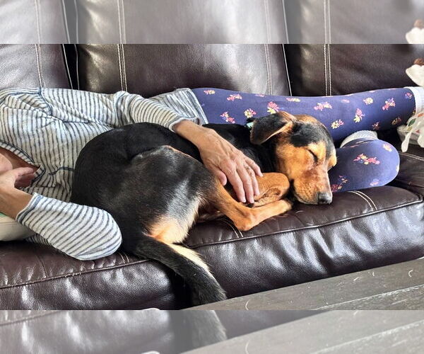 Medium Photo #4 German Shepherd Dog-Unknown Mix Puppy For Sale in Aurora, CO, USA