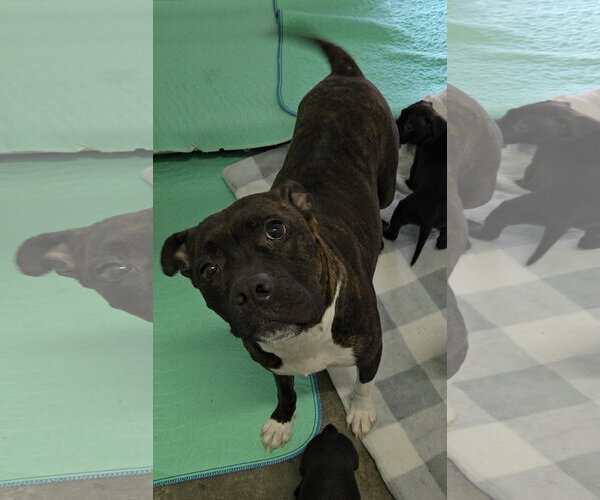 Medium Photo #3 Boxer-Unknown Mix Puppy For Sale in Estherville, IA, USA