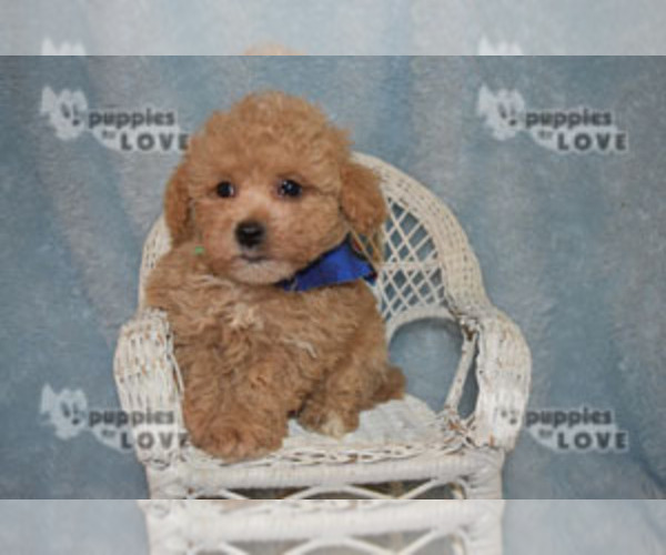 Medium Photo #3 Poodle (Toy) Puppy For Sale in SANGER, TX, USA