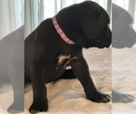 Small Photo #4 Cane Corso Puppy For Sale in ANDERSON, IN, USA