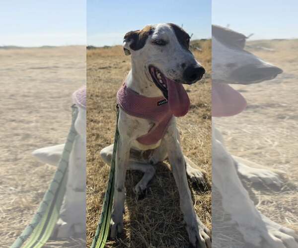 Medium Photo #1 Greyhound-Unknown Mix Puppy For Sale in Minneapolis, MN, USA