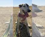 Wishbone - Male Greyhound-Unknown Mix Dog for Adoption - Small photo
