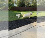 Small Photo #1 English Cream Golden Retriever Puppy For Sale in SACRAMENTO, CA, USA