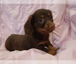 Small #1 Dachshund