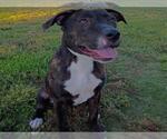 Small #1 American Pit Bull Terrier Mix