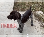 Small Photo #2 German Shorthaired Pointer Puppy For Sale in PLAINVIEW, TX, USA