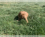 Small #11 Golden Retriever