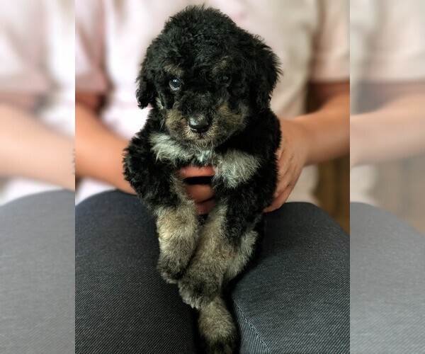 Medium Photo #4 Bernedoodle-Golden Mountain Dog Mix Puppy For Sale in DAVIS, CA, USA
