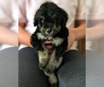 Small #3 Bernedoodle-Golden Mountain Dog Mix