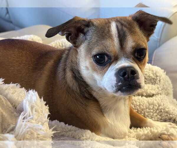 Medium Photo #3 Chihuahua-Unknown Mix Puppy For Sale in Farmington, MN, USA