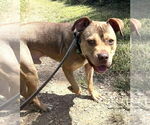 Small #3 American Pit Bull Terrier