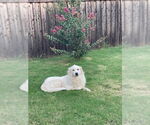 Small #3 Great Pyrenees