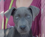 Small #5 American Staffordshire Terrier-Weimaraner Mix