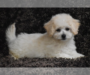 Bichpoo Puppy for sale in ELDORADO, OH, USA