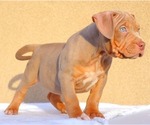 Small Photo #13 American Bully Puppy For Sale in PALMDALE, CA, USA
