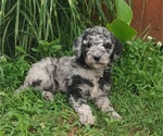 Small #5 Poodle (Standard)