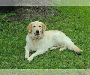 Mother of the English Cream Golden Retriever puppies born on 03/31/2025