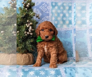 Double Doodle Puppy for sale in NOTTINGHAM, PA, USA