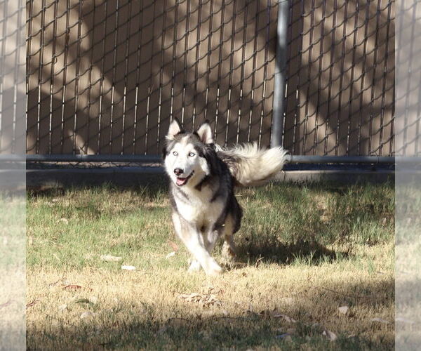 Medium Photo #1 Siberian Husky Puppy For Sale in El Centro, CA, USA
